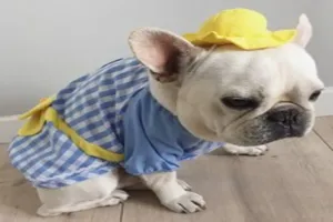 강아지 모자 추천 - 2025년 6월 판매순위 50위