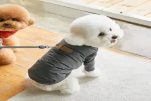 강아지 패딩 추천 - 2025년 9월 판매순위 50위